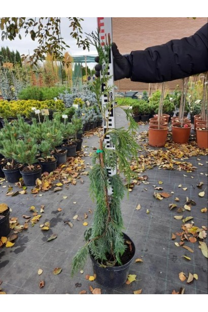 Кипарисовик нутканський Пендула - 7,5л/вис.90-120см/Ø25-40см